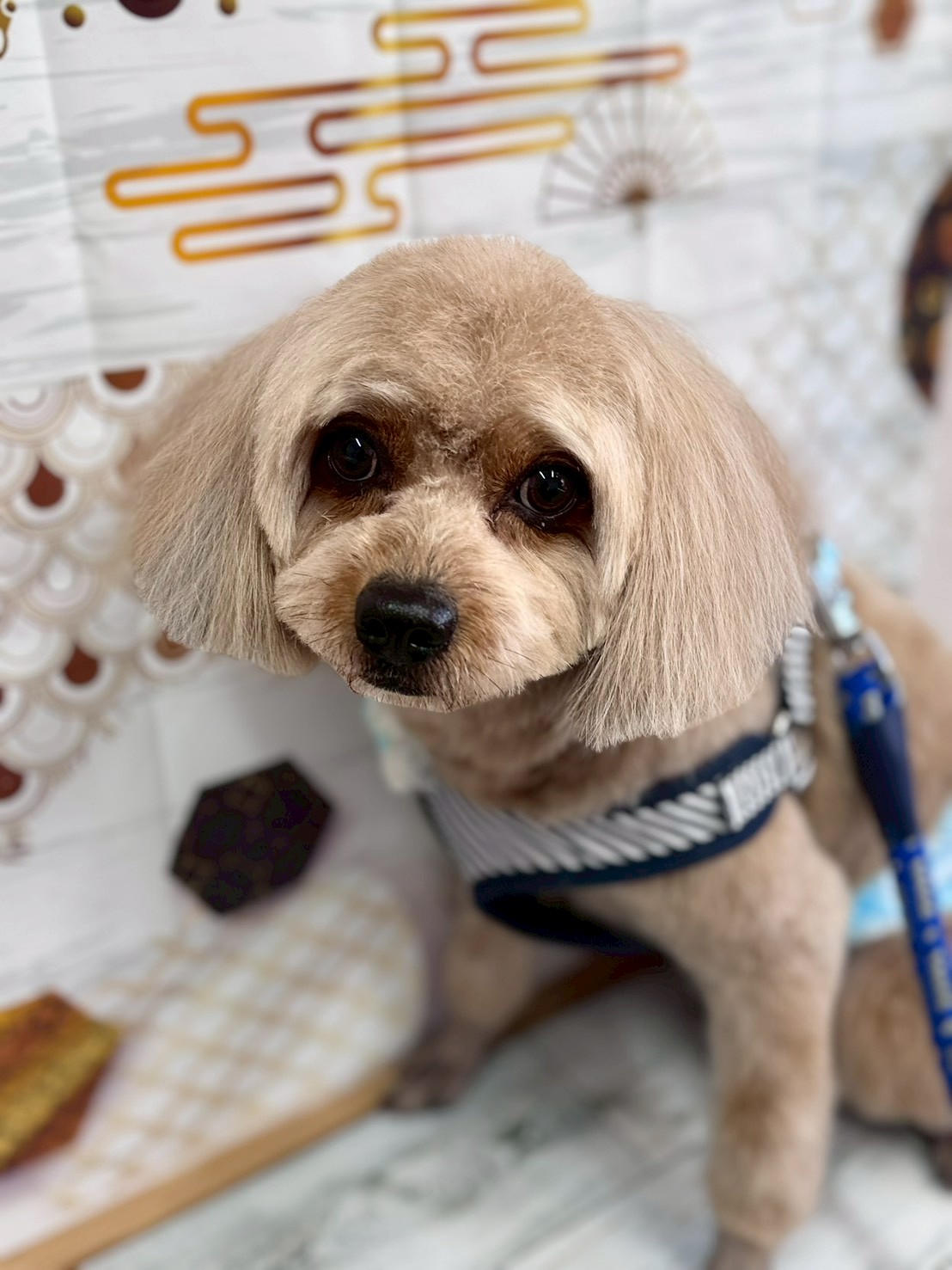 �I���[�W�� �挎�̂��q�l